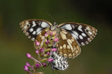 Marbled white Melanargia galathea lisar_MG_9402-1.jpg