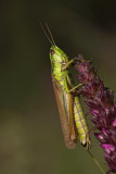 Euthystira brachyptera_MG_9118-1.jpg