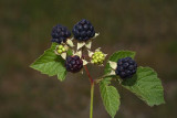 European dewberry Robus caesius sinjezelena robida_MG_9775-1.jpg