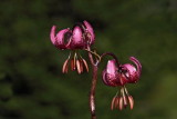 Turks cap lily Lilium martagon turka lilija_MG_0441-1.jpg
