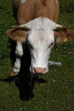 Cow krava_MG_0570-1.jpg