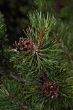 Mountain pine Pinus mugo ruevje_MG_0602-1.jpg