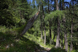 Alpine larch forest macesn0v gozd_MG_0612-1.jpg