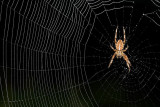European garden spider  Araneus diadematus krievec_MG_0810-1.jpg