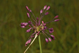 Keeled garlic Allium carinatum ssp. carinatum lepi luk_MG_0986-1.jpg