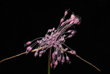 Allium carinatum ssp. pulchellum_MG_1120-1.jpg