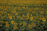 Sunflower Helianthus annuus sončnica_MG_1585-1.jpg