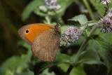 Meadow brown Maniola jurtina lenikar_MG_1623-1.jpg