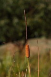 Dwarf cattail Typha laxmannii Laxmannov rogoz_MG_1559-1.jpg