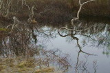 Lapland Laponska-PICT0005-1.jpg