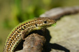 Balkan wall lizard Podarcis taurica balkanska kuarica-PICT0084-1.jpg