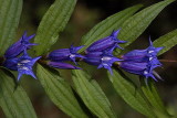 Willow gentian Gentiana asclepiadea svenik_MG_3196-1.jpg