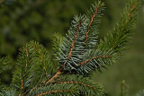 Serbian spruce Picea omorika  omorika_MG_3891-1.jpg