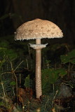 Mushroom Macrolepiota sp. de�nik_MG_3271-1.jpg