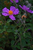 Cistus incanus_MG_4095-1.jpg