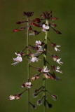 Enchanters nightshade Circea lutetiana veliki nadliek_MG_4010-1.jpg