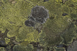 Lichens liaji-PICT0072-1.jpg