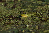 Pool frog Pelophylax (Rana) lessonae pisana aba_MG_0021-1.jpg
