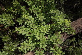 Mastic tree Pistacia lentiscus trlja_MG_6117-1.jpg
