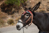Donkey  Equus asinus osel_MG_6332-1.jpg