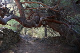 Turkish pine Pinus brutia _MG_5836-1.jpg