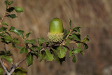 Kermes oak Quercus coccifera_MG_5717-1.jpg