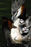 Great Crested Grebes