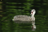 Young Great Crested Grebe