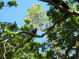 ...although they keep to the trees, watching passers-by closely