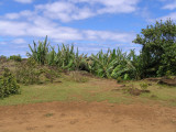 banana trees poking out of Ipu Maengo cave.....