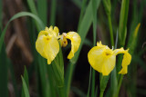 wild yellow iris 