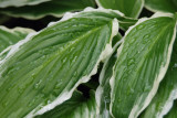 hosta