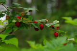 first berries of the year