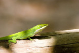 Green Anole_1.jpg