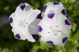 Fivespot (Nemophila maculata) 1