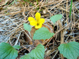 Mountain violet (Viola purpurea)