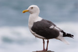 Western Gull 1