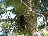 Juvenile female angle 2