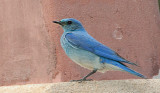 Mountain Bluebird