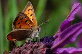 d200_butterflys