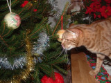 EC S*Halifax Kajsa Kavat<br>sniffing on the X-mas tree