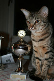 1st Best Ocicat Kitten/JuniorOCIS 2006