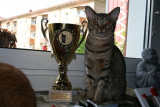 SVERAK/FIFe4th Best Kitten/Junior kat.lll 2006