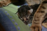 Very dark Tawny sptd kitten<br>2007-09-18