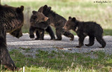 Grizzly Cubs