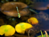 Hovering dragonfly, Knightshayes, Devon