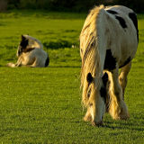 Horse and foal, Martock (D80)