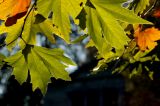 Giant leaves, Stourhead