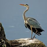 Blue heron, Lac Leman