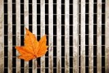 Grill and leaf, Montreux